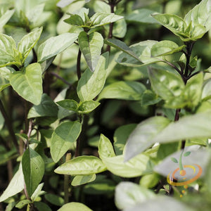 Basil, Cinnamon (Mexican Basil) - SeedsNow.com