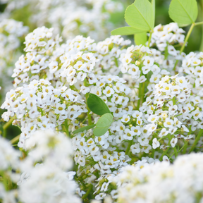 Buy Alyssum (Carpet of Snow) Flower Seeds online in the USA! Lobularia maritima