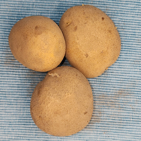 Organic German Butterball potato seed from SeedsNow-Potatoes, showing round, healthy mid-season potato tubers with smooth skin.