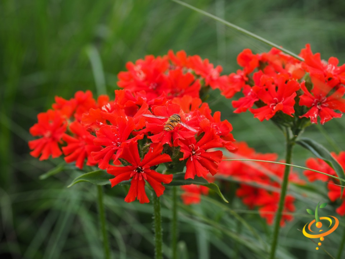 Wildflowers - Hummingbird & Butterfly Scatter Garden Seed Mix - SeedsNow.com