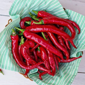 Basket of bright red cayenne peppers on green striped cloth for Red Cayenne Pepper seeds
