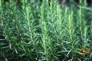 Rosemary.