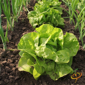 Green Butterhead lettuce growing in soil, All Year Round lettuce seeds, garden bed with seedlings