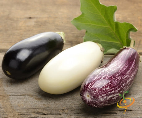 Three different varieties of eggplants (aubergines) including black, white, and purple-striped on wooden surface with green leaf background