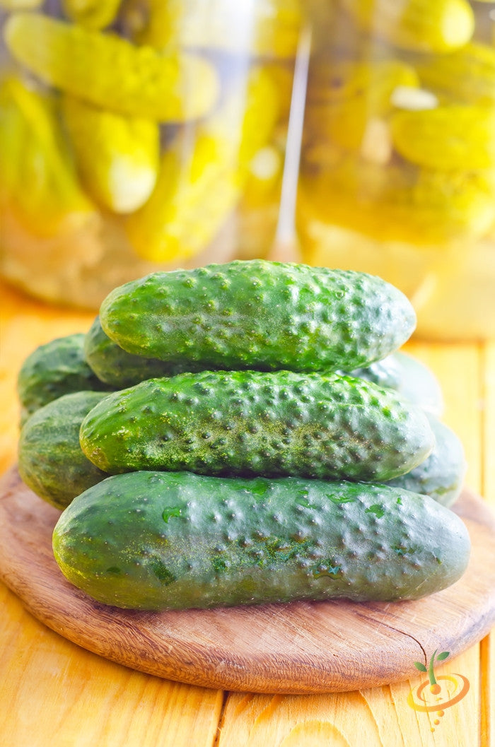 Cucumber - Homemade Pickles.