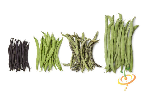 Pole bean Rattlesnake seeds from SeedsNow showing vibrant green and purple beans growing on a sturdy plant.