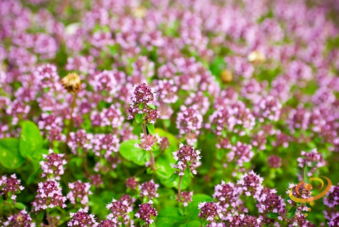 Marjoram, Sweet.