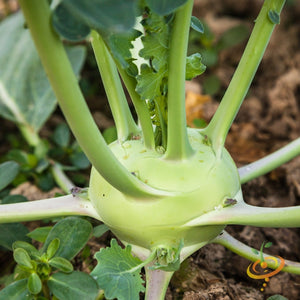 Kohlrabi - Delicatesse, Blue.