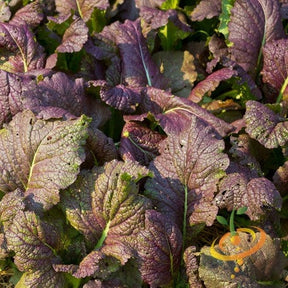 Giant Red mustard green leaves with purple tint growing in garden bed