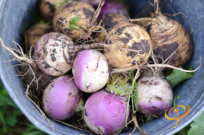 Turnip - Purple Top White Globe.