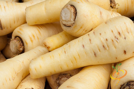 Close-up of fresh Harris Model parsnips with pale skin and tapered shape