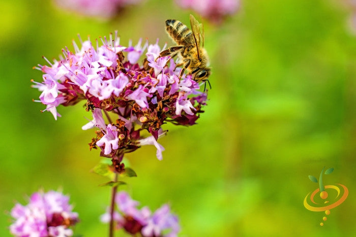 Marjoram, Sweet.