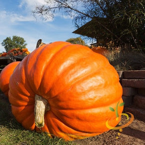 Big Max pumpkin seeds by SeedsNow displayed in a bowl with fresh, green pumpkin leaves and a whole pumpkin in the background.