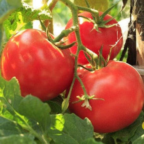 Ripe medium-sized bright red Floradade tomatoes on the vine with green leaves