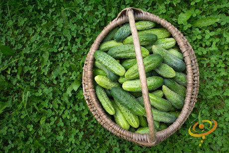 Boston Pickling cucumber seeds from SeedsNow, close-up of green cucumber seeds on a white background.