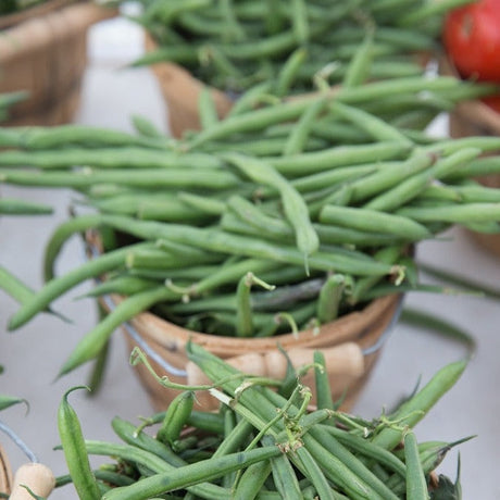 Bush bean plant with green pods and leaves, SeedsNow Provider bush bean seeds in a natural outdoor setting.