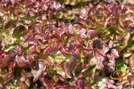 Close-up of red leaf Lettuce Salad Bowl growing in a garden bed
