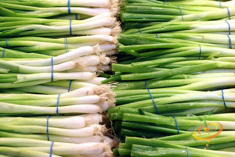 Bunches of long slender green and white Evergreen bunching onions with blue ties
