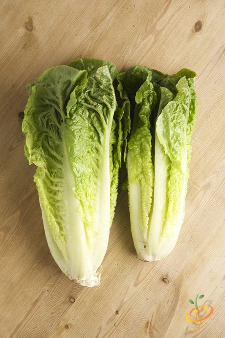 Fresh Romaine lettuce from SeedsNow, classic Paris Island Cos variety, with vibrant green leaves in a natural garden setting.