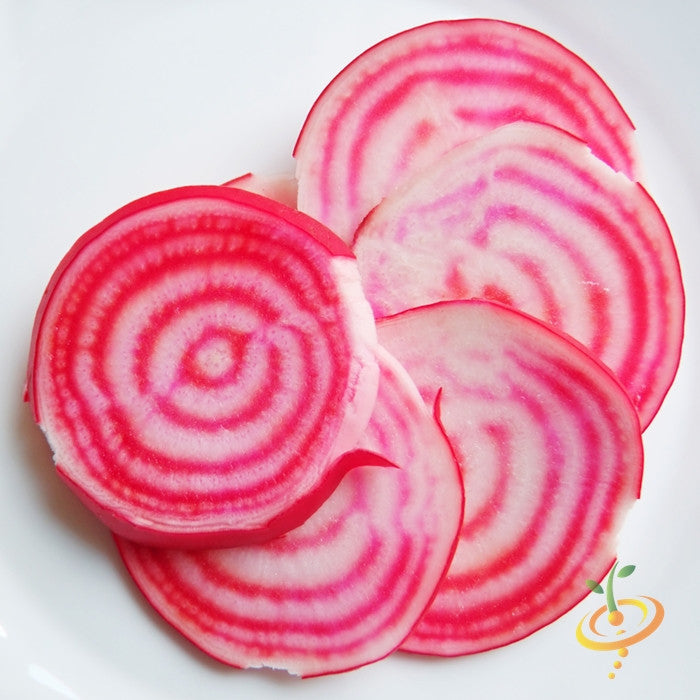 Beet - Chioggia.