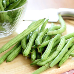 Contender Bush Bean (Phaseolus vulgaris) for sale online. Best Open-pollinated seeds in the USA | 100% NON-GMO. Shop 700+ varieties to plant in your organic garden!