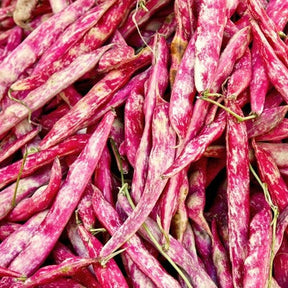 Buy Borlotti Bush Bean (Phaseolus vulgaris) seeds! Old Italian heirloom. USA-quality heirloom OP organic non-GMO seeds and more for your organic vegetable garden!