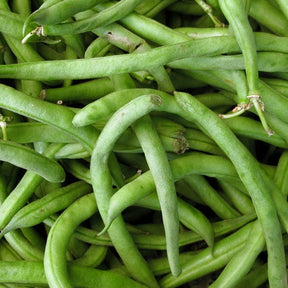 Bush bean Slenderette seeds from SeedsNow, showing fresh green bean seeds in a natural setting.
