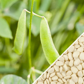 Thorogreen Lima Bush Beans for sale online! High-yielding, heirloom, compact bush plant. USA-quality heirloom organic non-GMO seeds to plant in your organic garden!