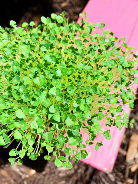 Black chia seeds microgreens sprouting in a container, fresh and vibrant, from SeedsNow's sprouts and microgreens collection.