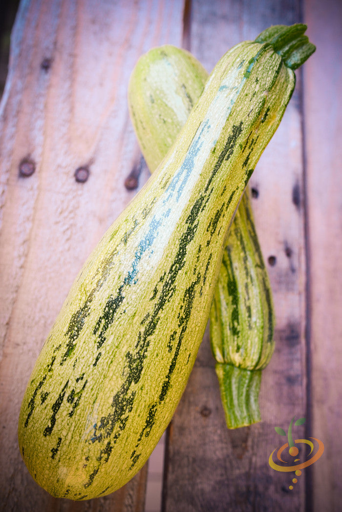 Squash (Summer) - Caserta.