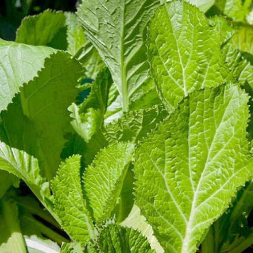 Mustard - Florida Broadleaf.