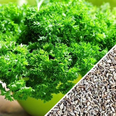 Parsley - Evergreen - SeedsNow.com