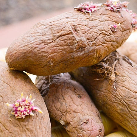 Organic Red Thumb Fingerling potato seed from SeedsNow-Potatoes, showcasing small, elongated reddish potatoes with smooth skin.