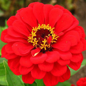 Wildflowers Righteous Red Scatter Garden Seed Mix by SeedsNow, colorful mix of native wildflower seeds on a garden background
