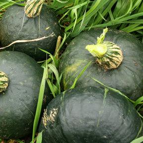 Winter squash Burgess Buttercup seeds from SeedsNow, showing vibrant orange Buttercup squash with green stems and textured skin.