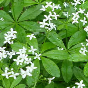 Close-up of Sweet Woodruff green leaves and small white star-shaped flowers with water droplets