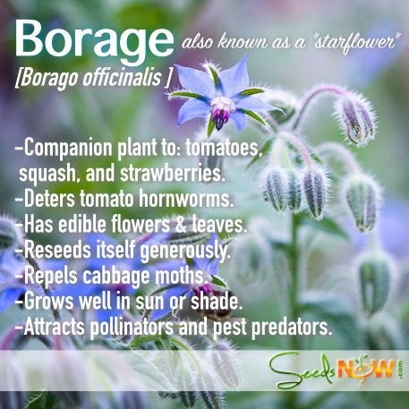 Borage.