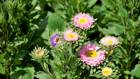Aster flower seeds from Crego Mix by SeedsNow-Flowers, showing colorful mixed aster seed packets on a white background.