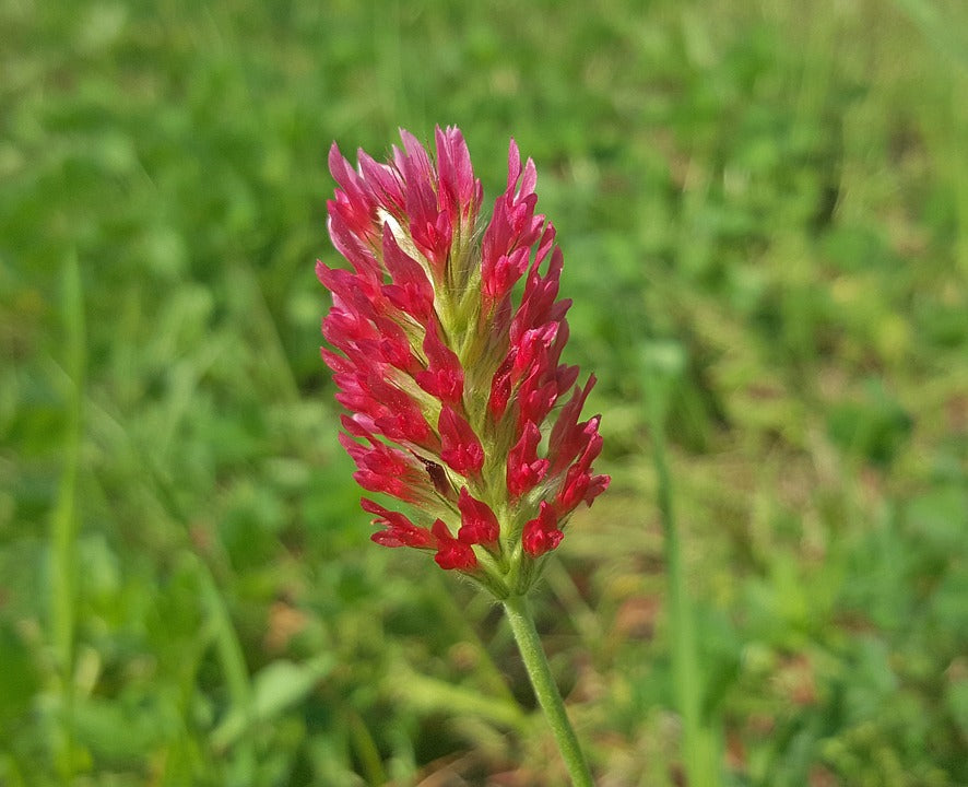 Cover Crop - Clover (Red Crimson) - SeedsNow.com