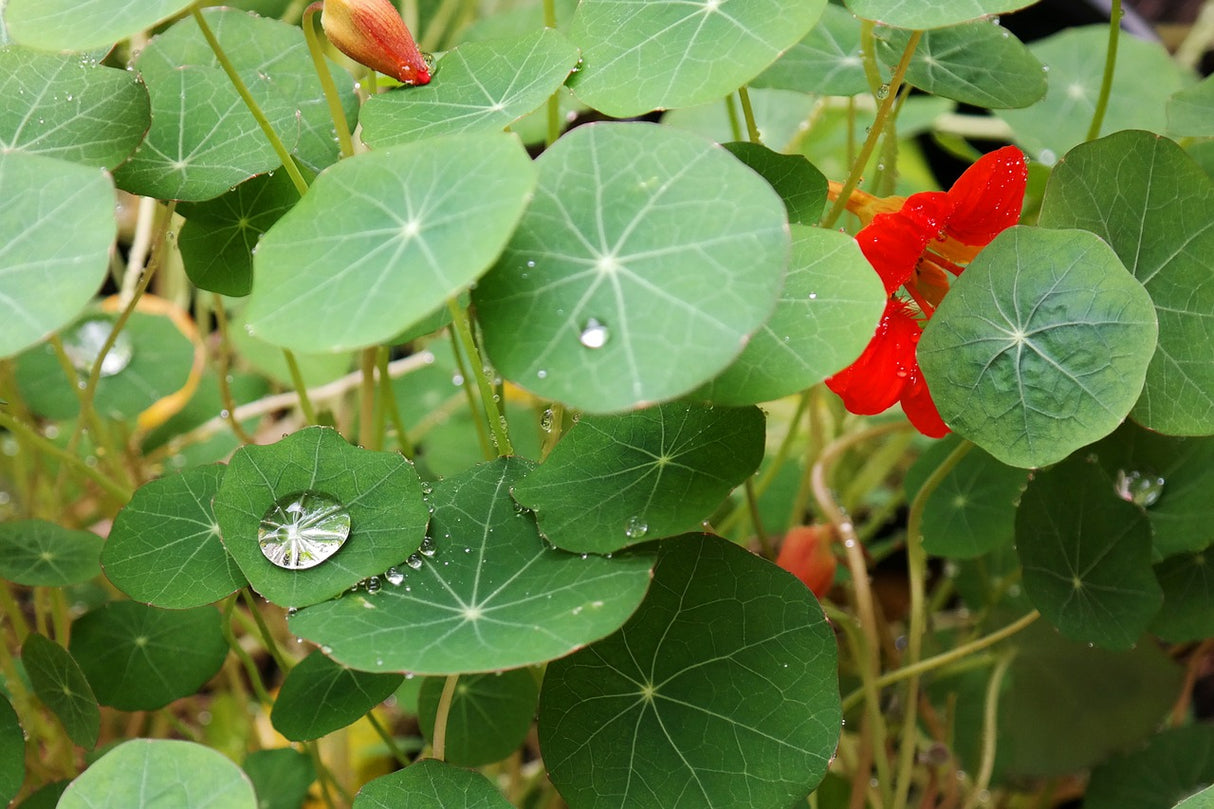 Nasturtium - Dwarf Jewel Mix - SeedsNow.com