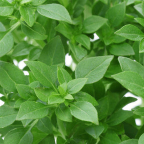 Greek basil seeds from SeedsNow, small round seeds ideal for growing fragrant basil plants in herb gardens.