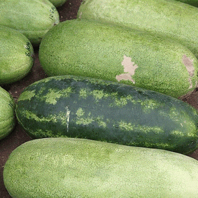 Fresh green and pink watermelon seeds from SeedsNow, ideal for planting Jubilee watermelon varieties.