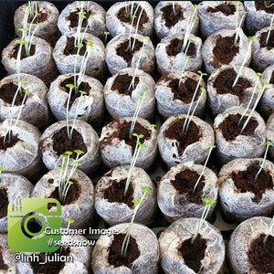 Close-up of seedlings sprouting in seed starter pods from an all-in-1 seed starter kit