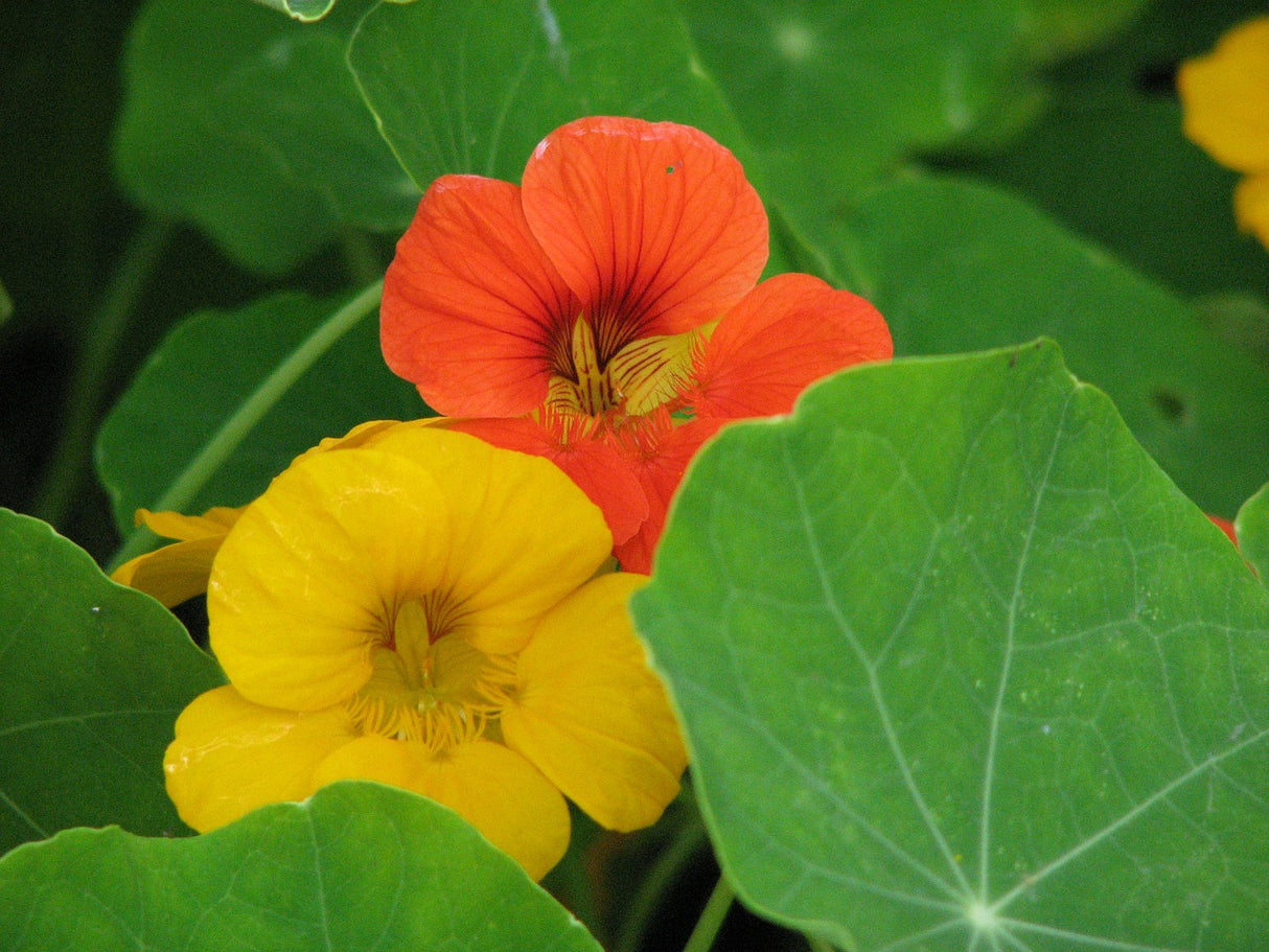 Nasturtium - Dwarf Jewel Mix - SeedsNow.com