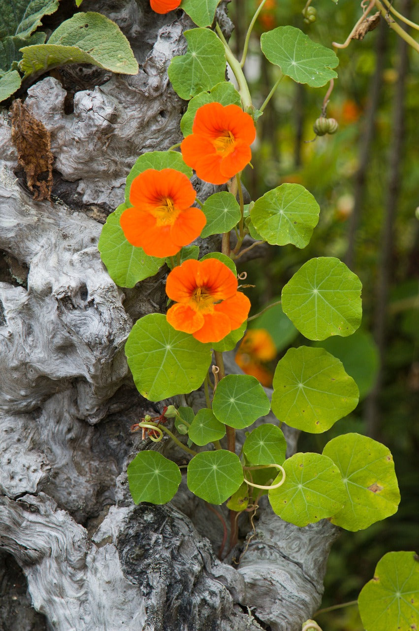 Nasturtium - Tall Trailing Mix - SeedsNow.com