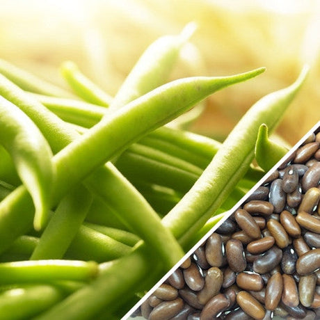 Non-GMO bush bean plant from Landreth Seeds, showing healthy green bean pods and lush foliage.