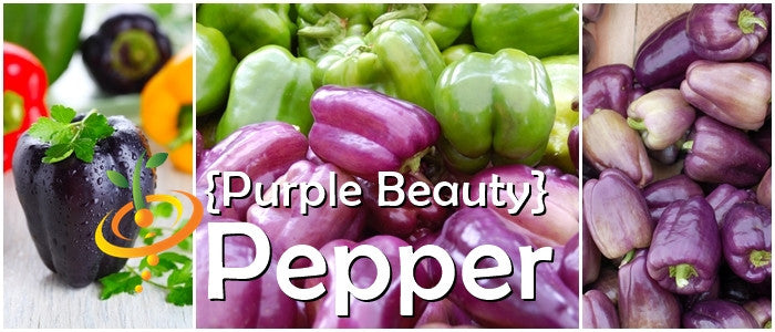 Pepper - Purple Beauty.