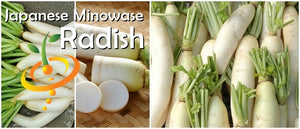 Radish - Japanese Minowase/Daikon "Big Root".