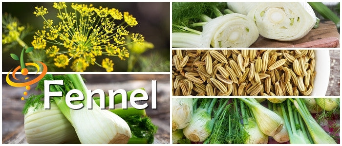 Fennel.