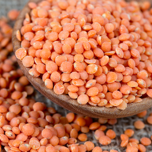 Close-up of red lentil seeds for sprouts and microgreens on a wooden spoon